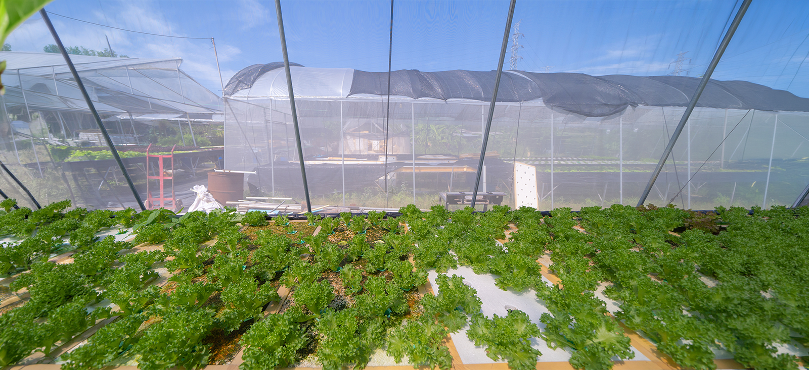 Shade Net Farming